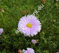 Aster novi-belgii 'Fellowship' (Aster laevigatus Lam., Aster serotinus Willd., Symphyotrichum novi-belgii (L.) Nesom)