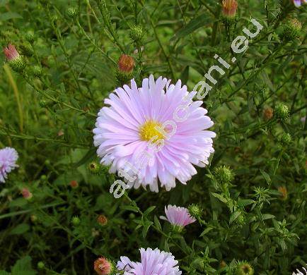 Aster novi-belgii 'Fellowship' (Aster laevigatus Lam., Aster serotinus Willd., Symphyotrichum novi-belgii (L.) Nesom)