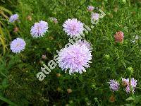 Aster novi-belgii 'Fellowship' (Aster laevigatus Lam., Aster serotinus Willd., Symphyotrichum novi-belgii (L.) Nesom)