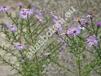 Aster dumosus L. x Aster novi-belgii L.