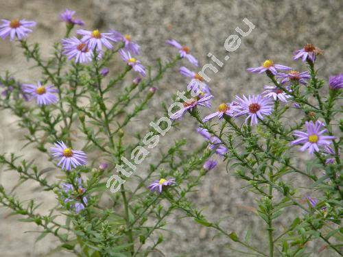 Aster dumosus L. x Aster novi-belgii L.