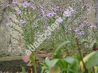 Aster dumosus L. x Aster novi-belgii L.