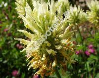 Trifolium pannonicum (Trifolium pannonicum Jacq.)