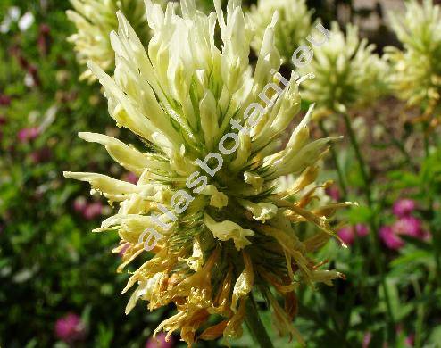 Trifolium pannonicum (Trifolium pannonicum Jacq.)