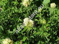 Trifolium pannonicum (Trifolium pannonicum Jacq.)