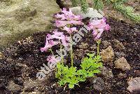 Corydalis bushii Nakai (Fumaria)