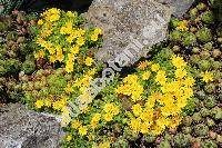 Delosperma nubigenum (Delosperma nubigenum (Schlecht.) Bol., Mesembryanthemum nubigenum Schlecht.)