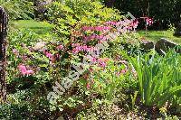 Dicentra spectabilis (L.) Lemaire (Fumaria spectabilis L., Corydalis spectabilis Pers.)