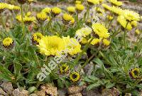 Erigeron aureus (Erigeron aureus Greene, Aster, Stenotus)
