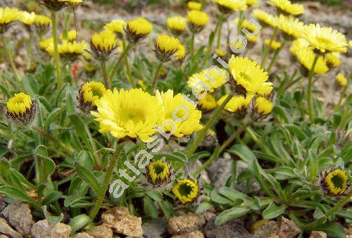 Erigeron aureus (Erigeron aureus Greene, Aster, Stenotus)