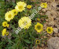 Erigeron aureus (Erigeron aureus Greene, Aster, Stenotus)