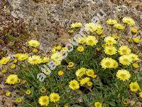 Erigeron aureus (Erigeron aureus Greene, Aster, Stenotus)