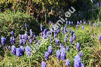 Muscari neglectum Ten. (Hyacinthus racemosus L., Muscari racemosum auct., Muscari racemosum Mill.)