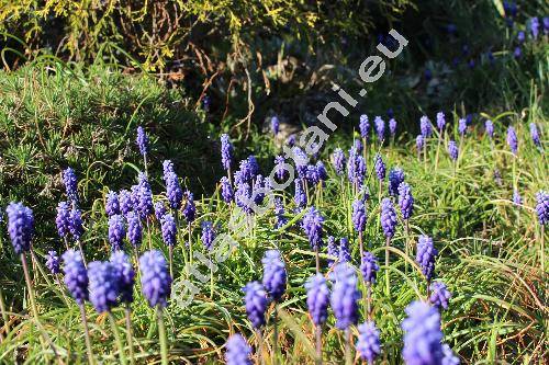 Muscari neglectum Ten. (Hyacinthus racemosus L., Muscari racemosum auct., Muscari racemosum Mill.)