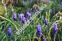 Muscari neglectum Ten. (Hyacinthus racemosus L., Muscari racemosum auct., Muscari racemosum Mill.)