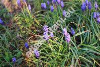 Muscari neglectum Ten. (Hyacinthus racemosus L., Muscari racemosum auct., Muscari racemosum Mill.)
