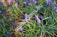 Muscari neglectum Ten. (Hyacinthus racemosus L., Muscari racemosum auct., Muscari racemosum Mill.)