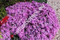 Phlox subulata L.