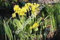 Primula elatior (L.) Hill (Primula montana)