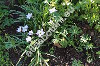 Ipheion uniflorum (Raf.) Traub. (Brodiaea uniflora (Lindl.) Engl., Milla uniflora (Lindl.) Grah., Triteleia uniflora Lindl.)