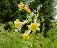 Polemonium pauciflorum (Polemonium pauciflorum Wats.)