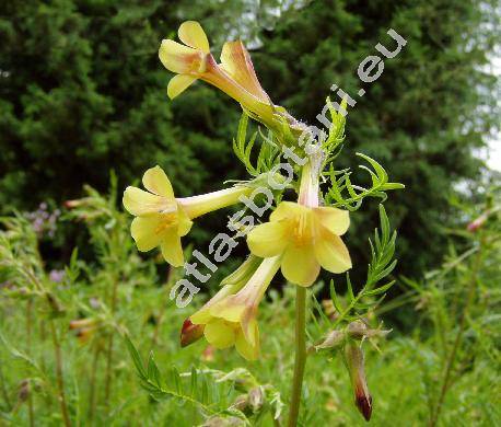 Polemonium pauciflorum (Polemonium pauciflorum Wats.)