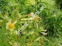 Polemonium pauciflorum (Polemonium pauciflorum Wats.)