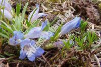 Penstemon caespitosus Nutt. ex Gray