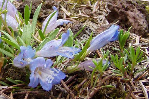 Penstemon caespitosus Nutt. ex Gray