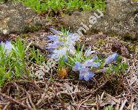 Penstemon caespitosus Nutt. ex Gray