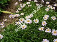 Aster andersonii (Aster andersonii Gray, Oreostemma alpigenum var. andersonii (Gray) Nesom)