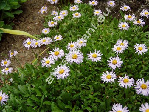 Aster andersonii (Aster andersonii Gray, Oreostemma alpigenum var. andersonii (Gray) Nesom)