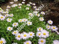 Aster andersonii (Aster andersonii Gray, Oreostemma alpigenum var. andersonii (Gray) Nesom)