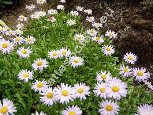 Aster andersonii (Aster andersonii Gray, Oreostemma alpigenum var. andersonii (Gray) Nesom)