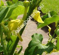 Aristolochia clematitis L.