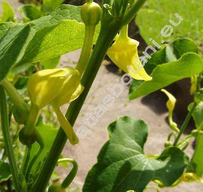 Aristolochia clematitis L.