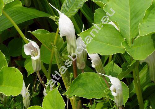 Arisaema candidissimum Sm.