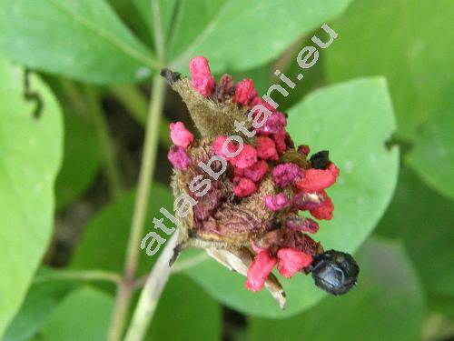 Paeonia caucasica (Schipcz.) Schipcz. (Paeonia corallina var. caucasica Schipcz.)