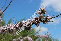 Buddleja alternifolia Maxim. (Buddleia alternifolia, Budleja)