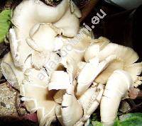 Pleurotus ostreatus (Jacq.) Kumm.