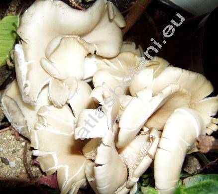 Pleurotus ostreatus (Jacq.) Kumm.