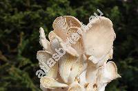 Pleurotus ostreatus (Jacq.) Kumm.
