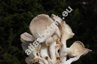 Pleurotus ostreatus (Jacq.) Kumm.