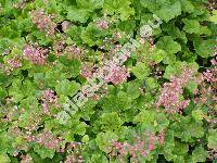 Heuchera 'Scintillation'