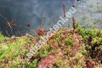 Drosera rotundifolia L.