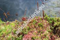 Drosera rotundifolia L.