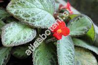 Episcia cupreata (Hook.) Hanst.