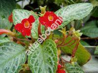 Episcia cupreata (Hook.) Hanst.