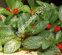 Episcia cupreata (Hook.) Hanst.