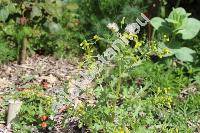 Senecio vulgaris L.